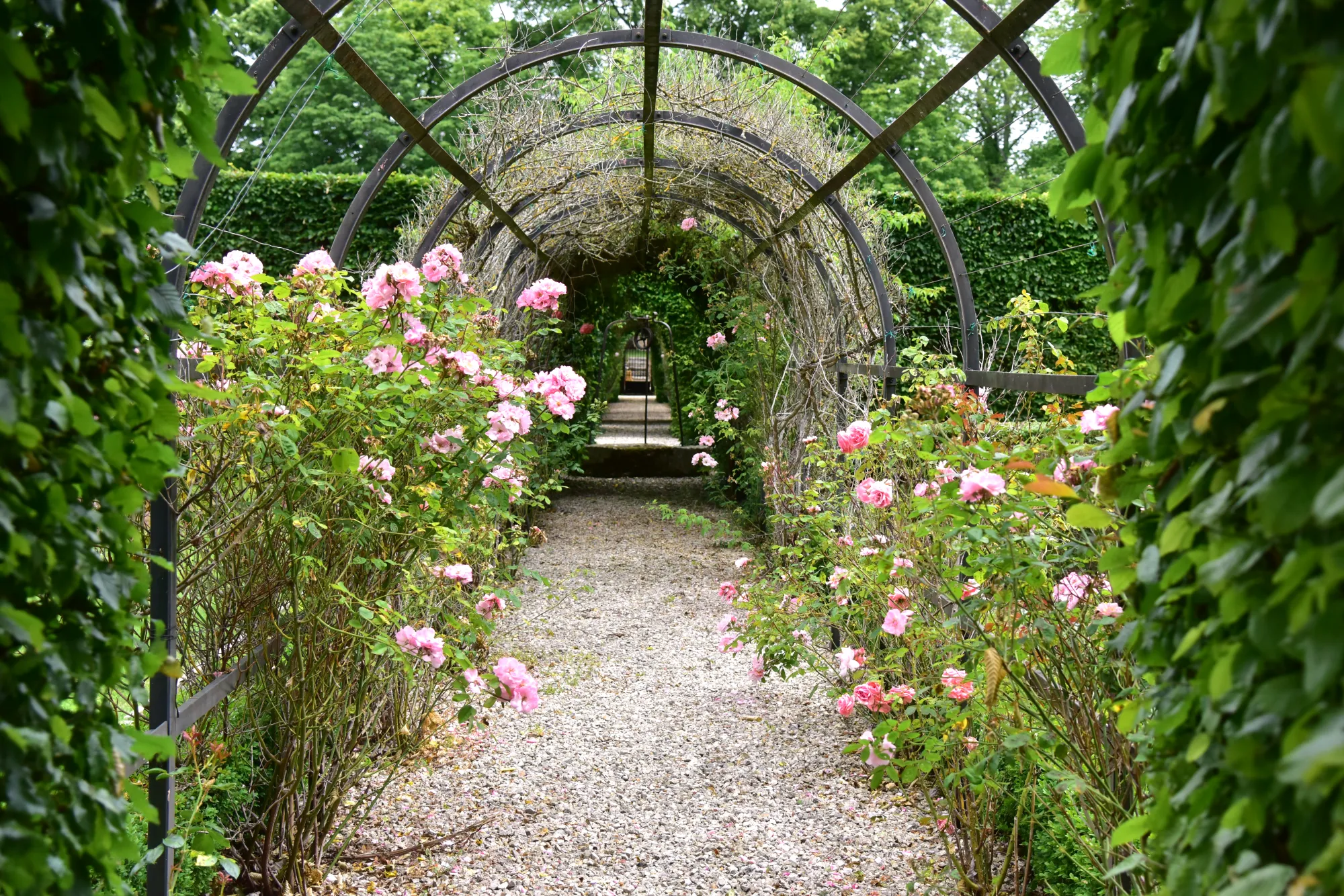 La pergola de roses du parc, une allée de gravier au centre